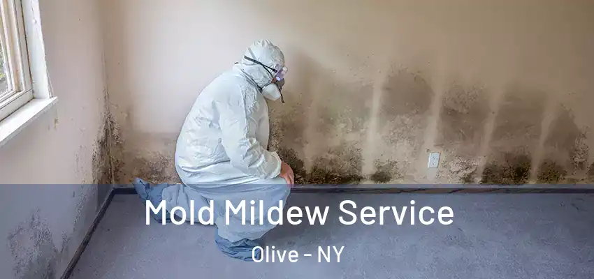 Mold Mildew Service Olive - NY