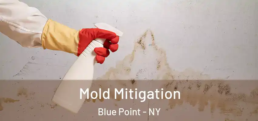  Mold Mitigation Blue Point - NY