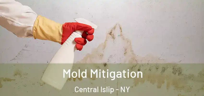  Mold Mitigation Central Islip - NY