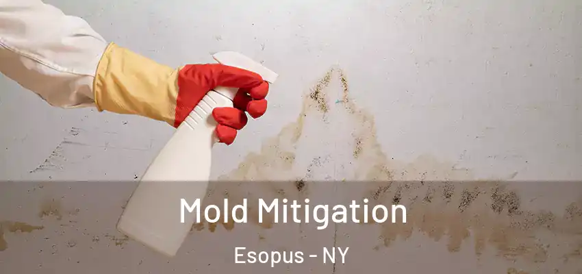 Mold Mitigation Esopus - NY