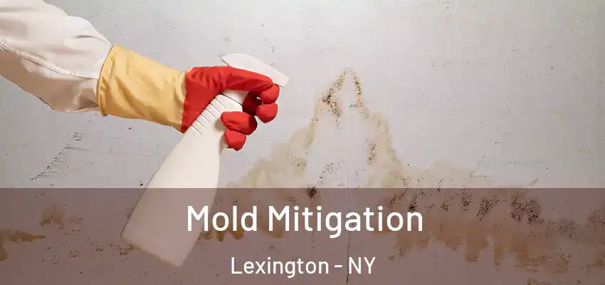 Mold Mitigation Lexington - NY