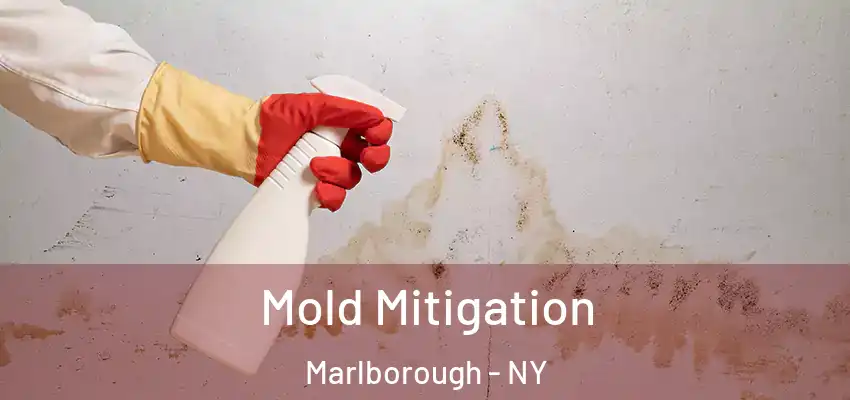  Mold Mitigation Marlborough - NY
