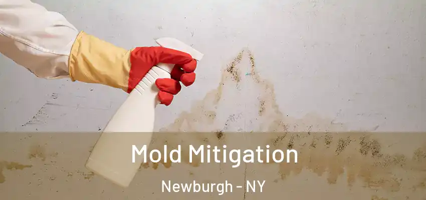 Mold Mitigation Newburgh - NY