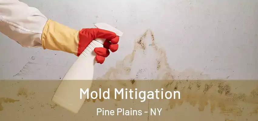 Mold Mitigation Pine Plains - NY