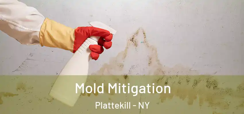 Mold Mitigation Plattekill - NY