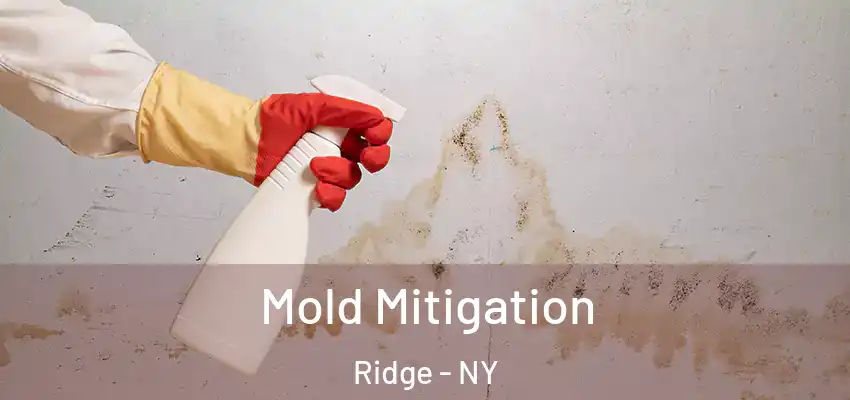  Mold Mitigation Ridge - NY