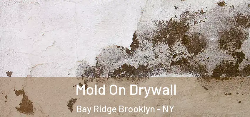  Mold On Drywall Bay Ridge Brooklyn - NY