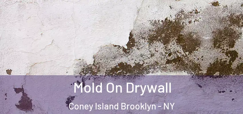  Mold On Drywall Coney Island Brooklyn - NY