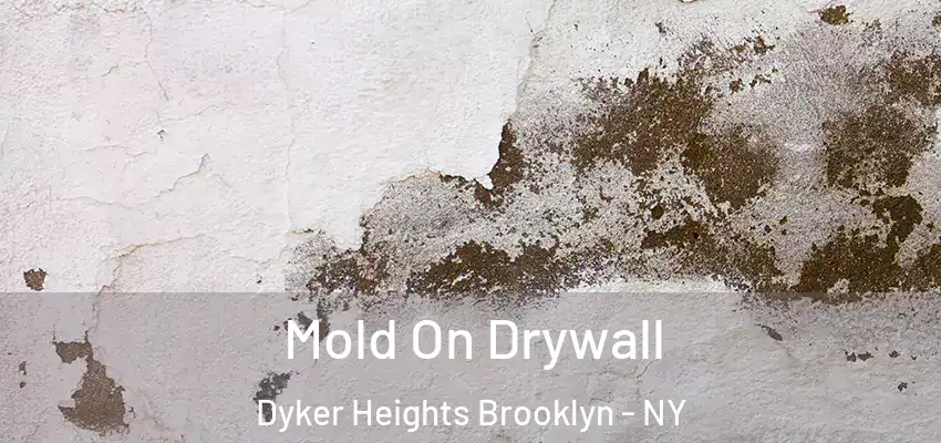  Mold On Drywall Dyker Heights Brooklyn - NY
