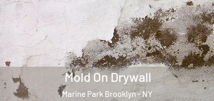 Mold On Drywall Marine Park Brooklyn - NY
