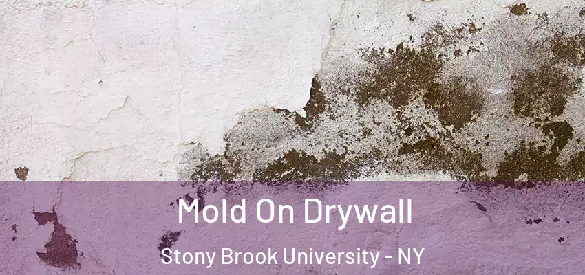  Mold On Drywall Stony Brook University - NY