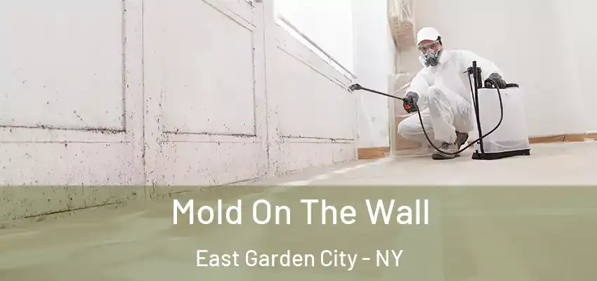 Mold On The Wall East Garden City - NY