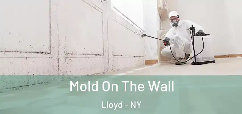 Mold On The Wall Lloyd - NY
