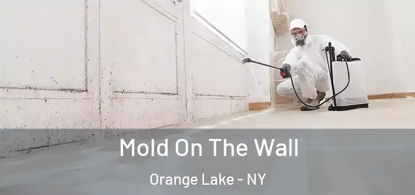 Mold On The Wall Orange Lake - NY
