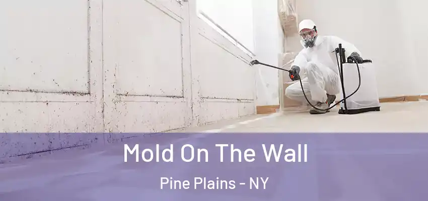 Mold On The Wall Pine Plains - NY