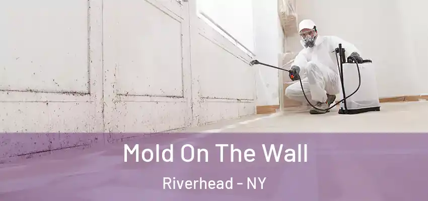 Mold On The Wall Riverhead - NY