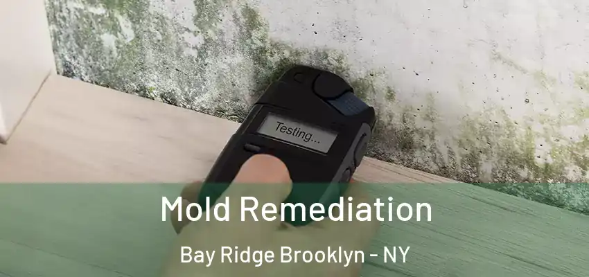  Mold Remediation Bay Ridge Brooklyn - NY