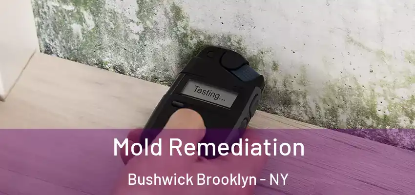  Mold Remediation Bushwick Brooklyn - NY