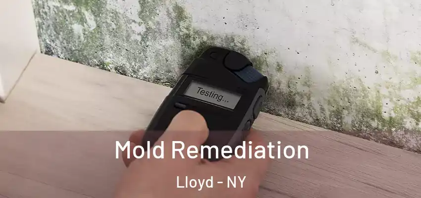 Mold Remediation Lloyd - NY