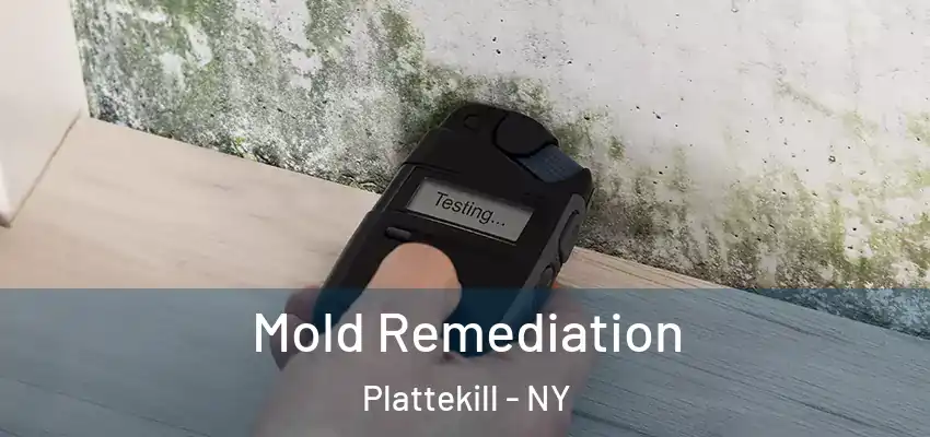  Mold Remediation Plattekill - NY