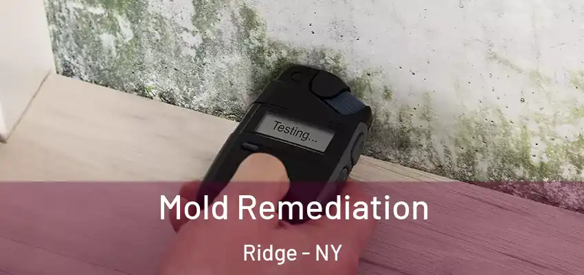  Mold Remediation Ridge - NY