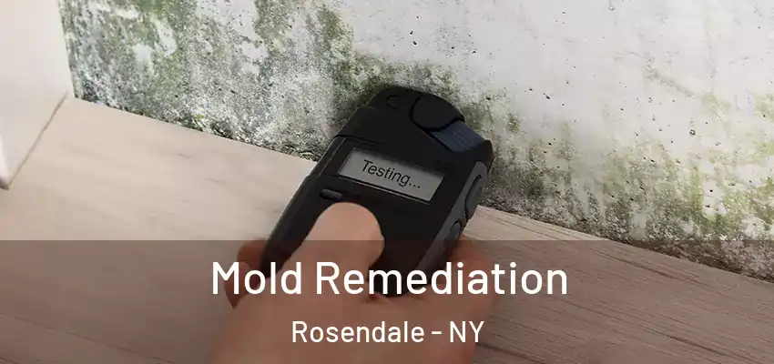  Mold Remediation Rosendale - NY