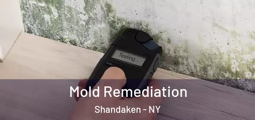  Mold Remediation Shandaken - NY