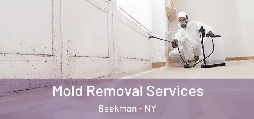 Mold Removal Services Beekman - NY