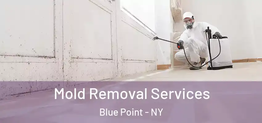 Mold Removal Services Blue Point - NY