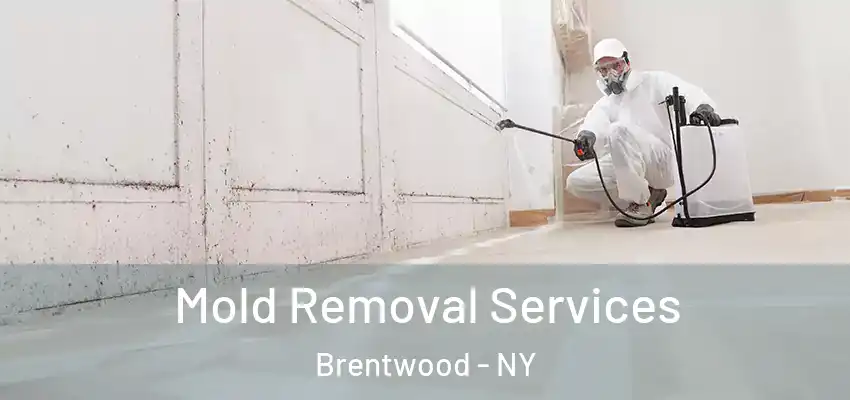  Mold Removal Services Brentwood - NY