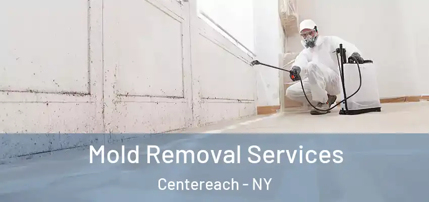 Mold Removal Services Centereach - NY