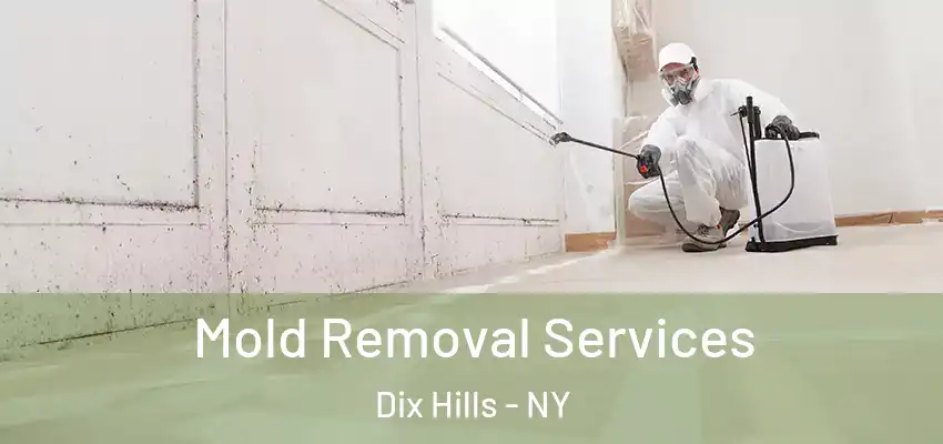  Mold Removal Services Dix Hills - NY