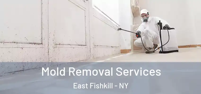  Mold Removal Services East Fishkill - NY