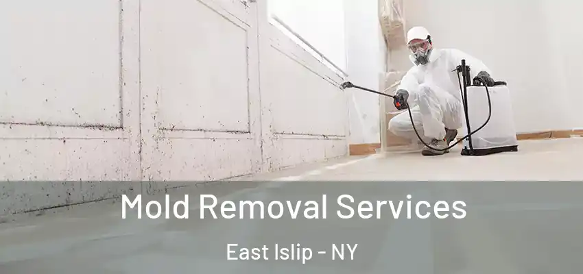  Mold Removal Services East Islip - NY