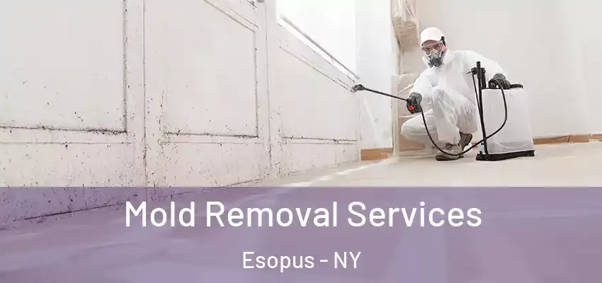  Mold Removal Services Esopus - NY