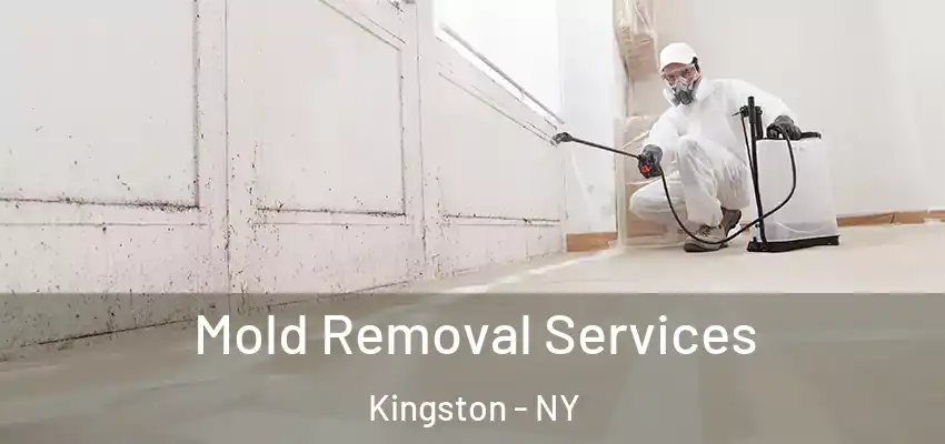 Mold Removal Services Kingston - NY