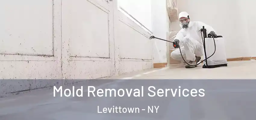 Mold Removal Services Levittown - NY