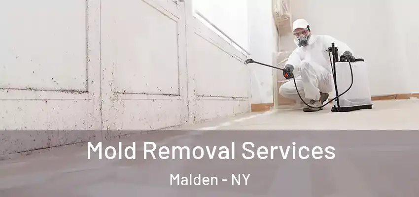 Mold Removal Services Malden - NY