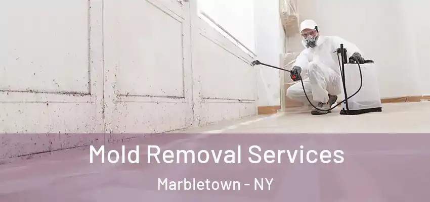 Mold Removal Services Marbletown - NY