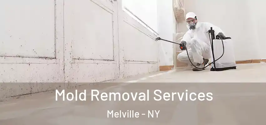 Mold Removal Services Melville - NY