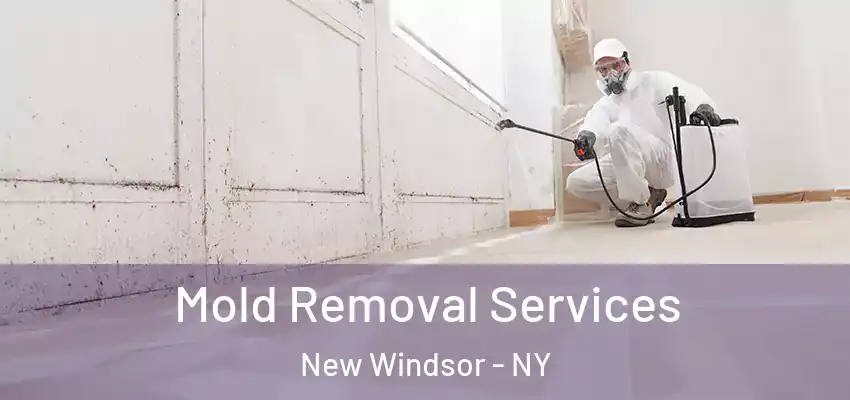 Mold Removal Services New Windsor - NY
