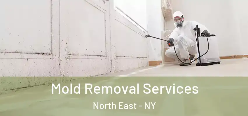  Mold Removal Services North East - NY