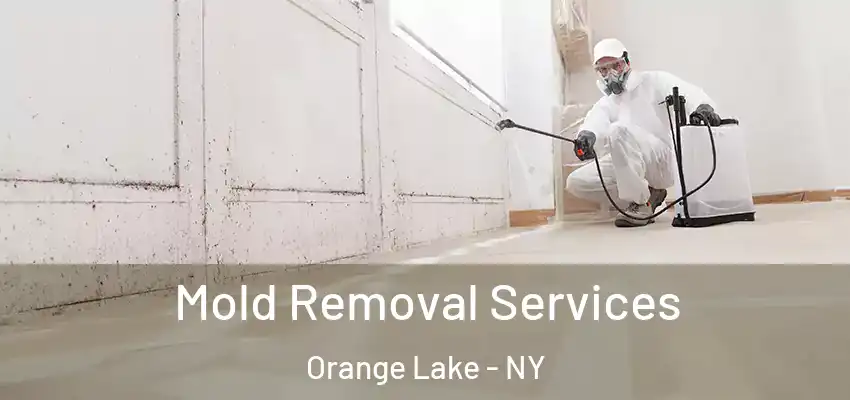 Mold Removal Services Orange Lake - NY