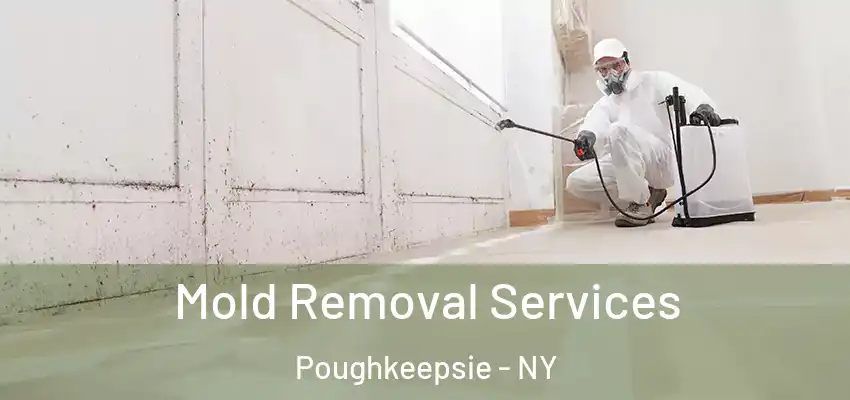  Mold Removal Services Poughkeepsie - NY