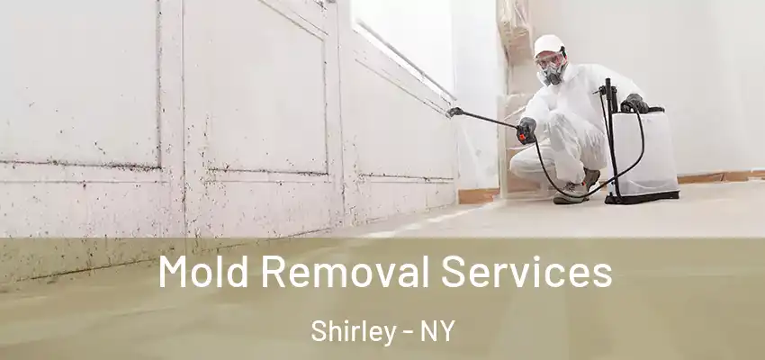  Mold Removal Services Shirley - NY