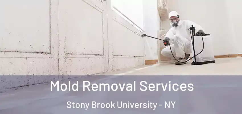  Mold Removal Services Stony Brook University - NY