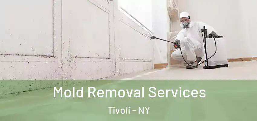Mold Removal Services Tivoli - NY