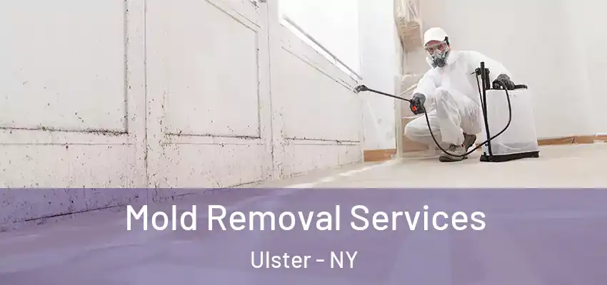Mold Removal Services Ulster - NY