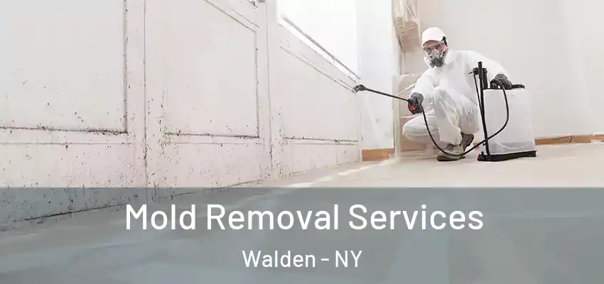  Mold Removal Services Walden - NY