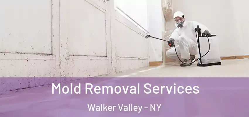 Mold Removal Services Walker Valley - NY